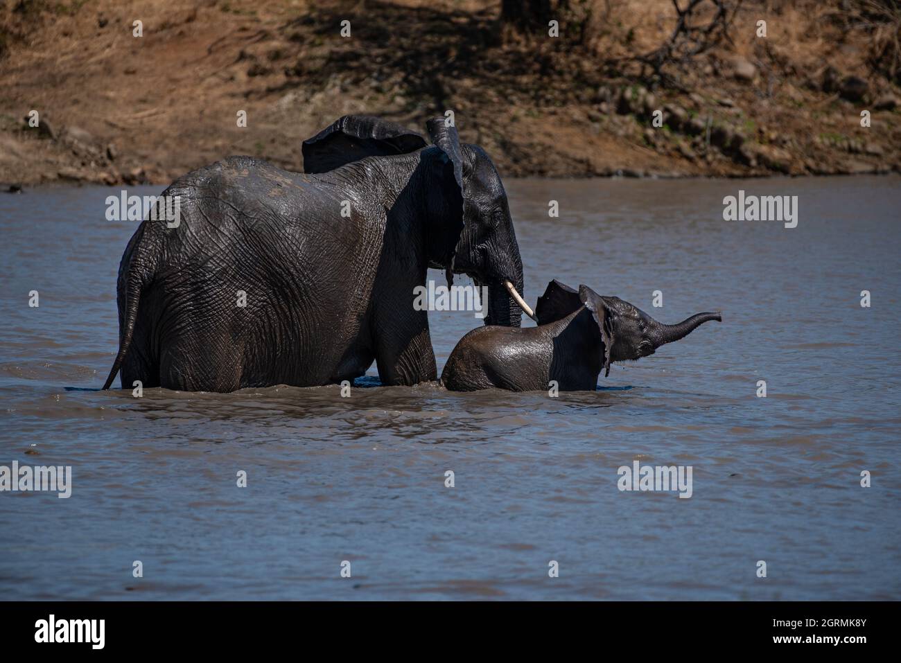 Una mucca di elefanti e il suo vitello che si godono di essere in acqua in una giornata calda nel parco nazionale kruger Foto Stock