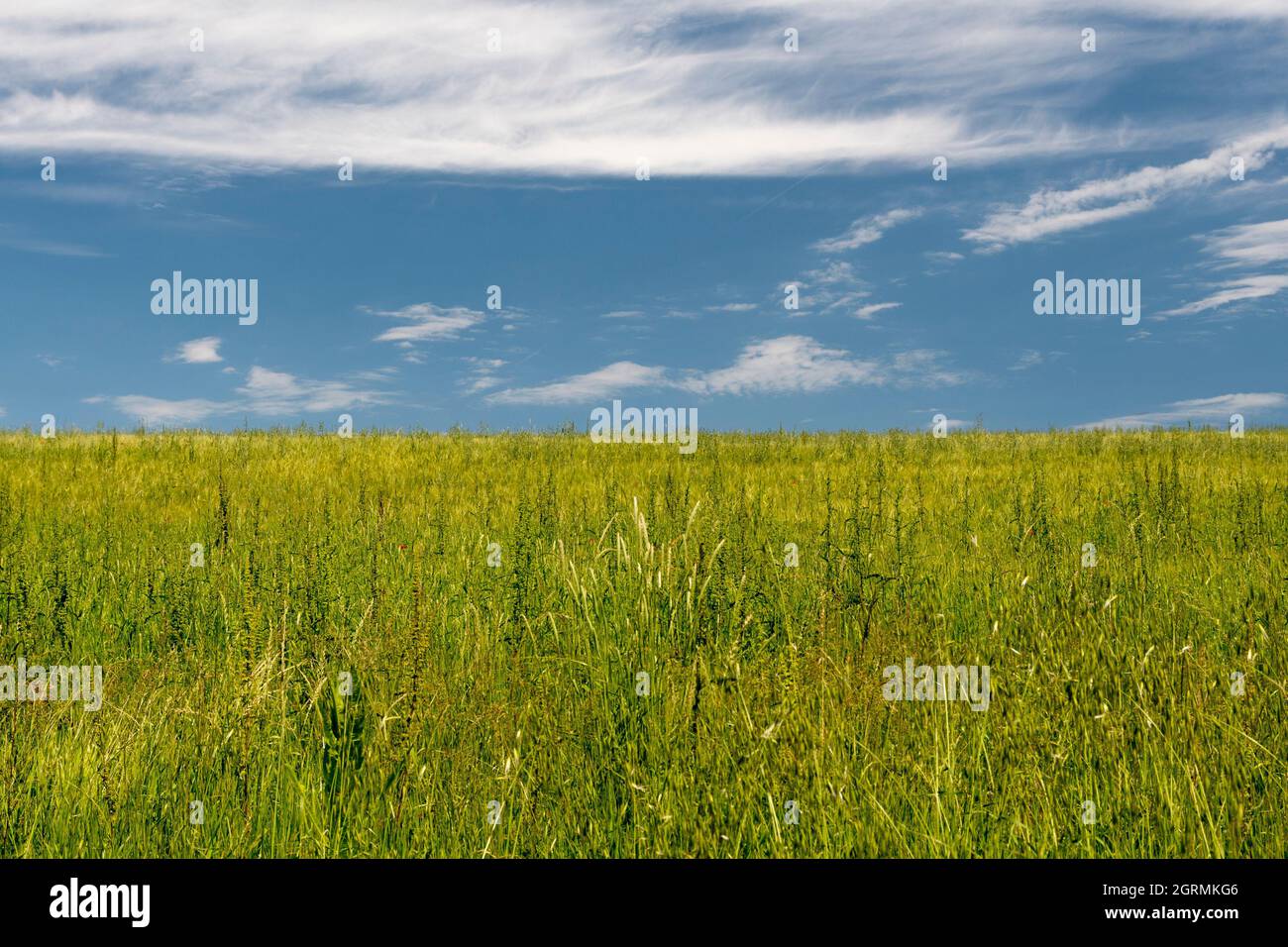 Paesaggio sfondo con erba e cielo Foto Stock