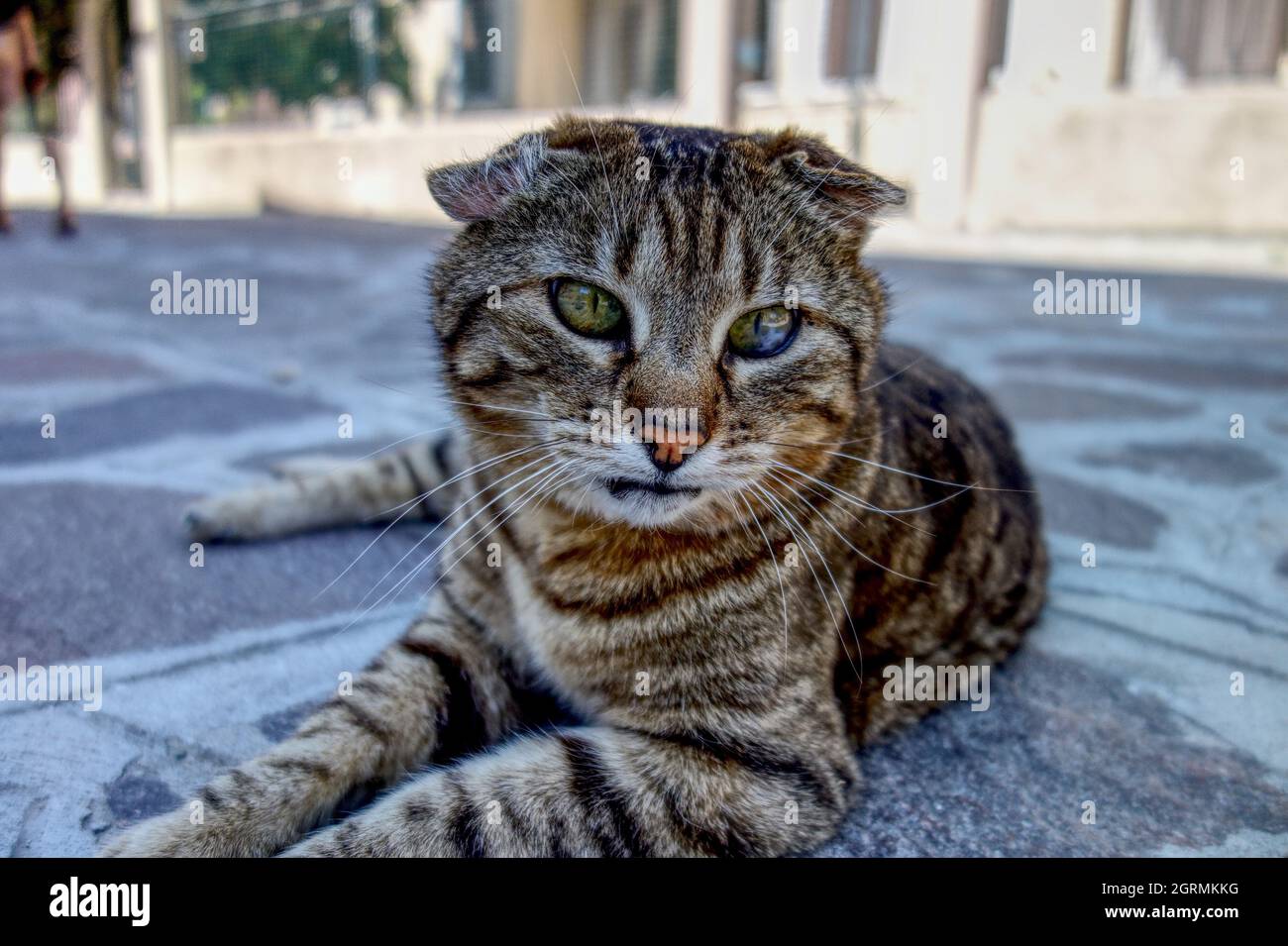 Gatto selvatico italiano Foto stock - Alamy