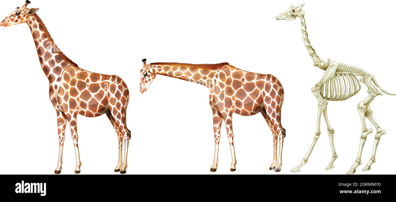 Giraffa e la sua struttura ossea Illustrazione Vettoriale
