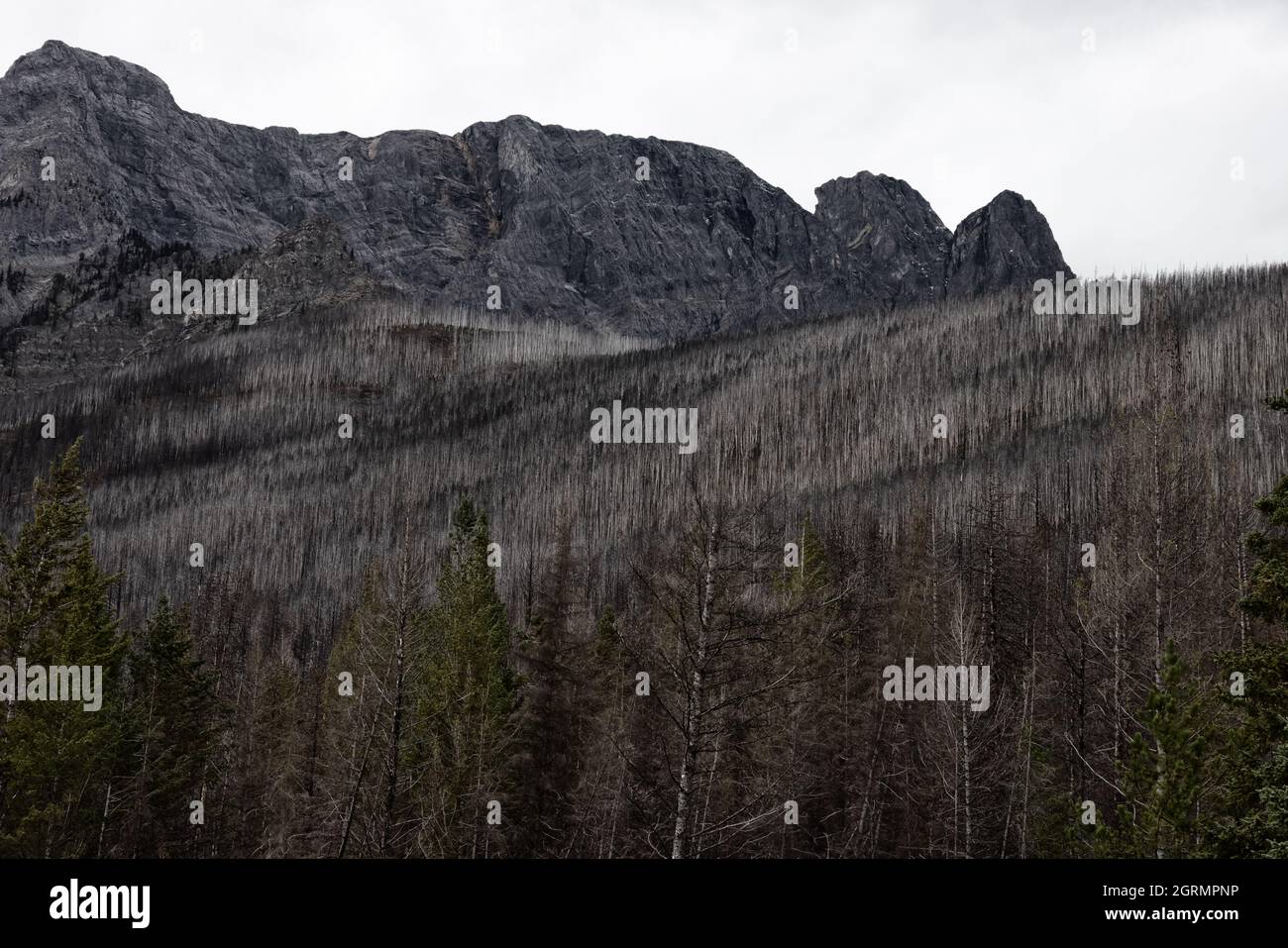 Gli alberi delle Montagne Rocciose canadesi sono devestati e bruciati dal Forest Fire Foto Stock