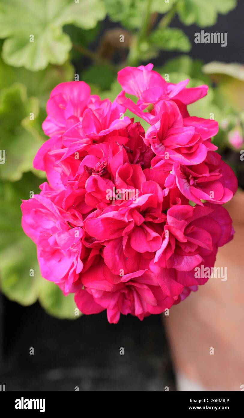 Pelargonium 'Karl Hagele' pelargonium zonale che mostra vividi grappoli di fiori rosa doppi. Foto Stock