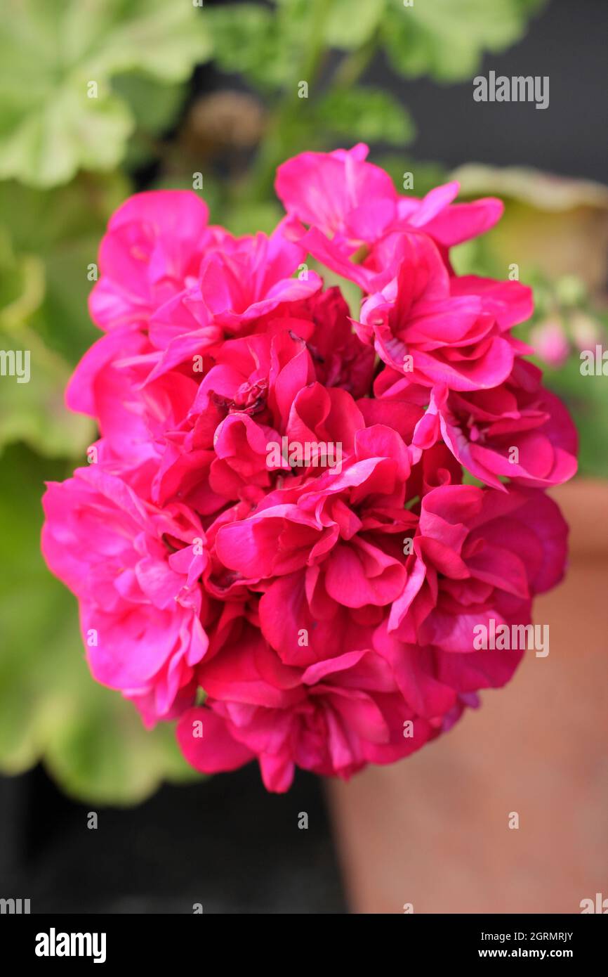 Pelargonium 'Karl Hagele' pelargonium zonale che mostra vividi grappoli di fiori rosa doppi. Foto Stock