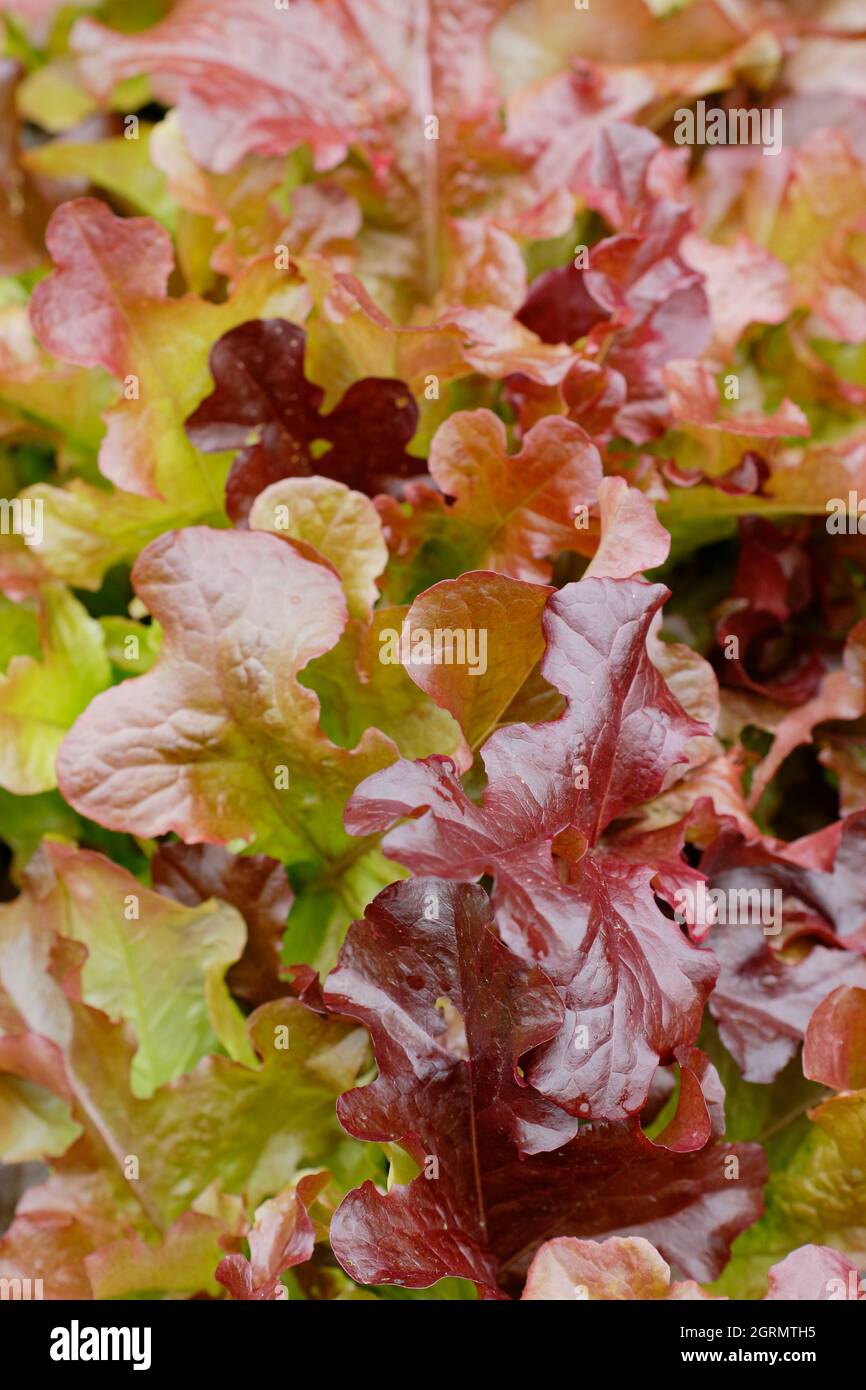 Tagliare e tornare insalata. Lattuga sativa 'Red Salad Bowl' lattuga a foglia sciolta con caratteristiche foglie di bronzo. REGNO UNITO Foto Stock