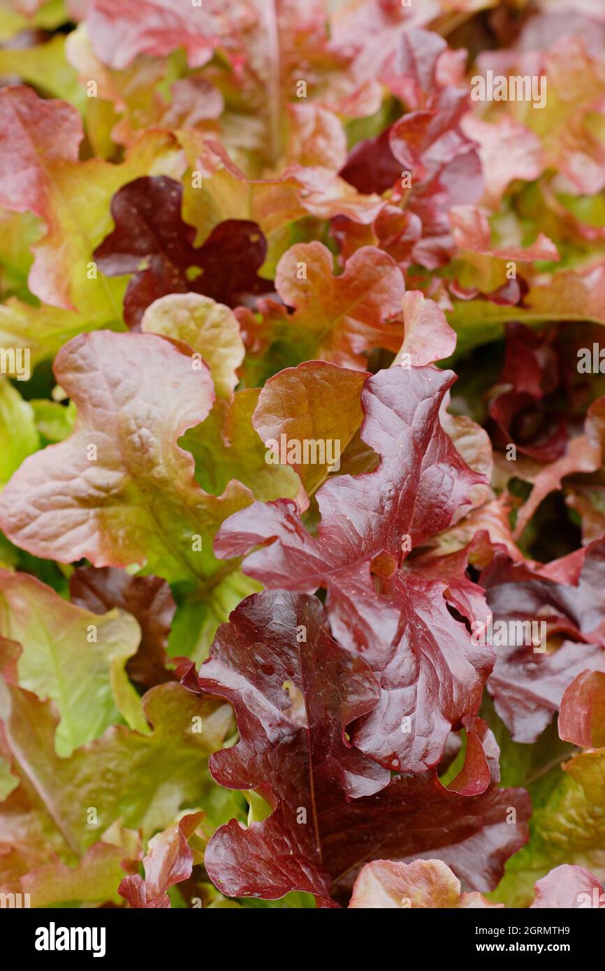 Tagliare e tornare insalata. Lattuga sativa 'Red Salad Bowl' lattuga a foglia sciolta con caratteristiche foglie di bronzo. REGNO UNITO Foto Stock