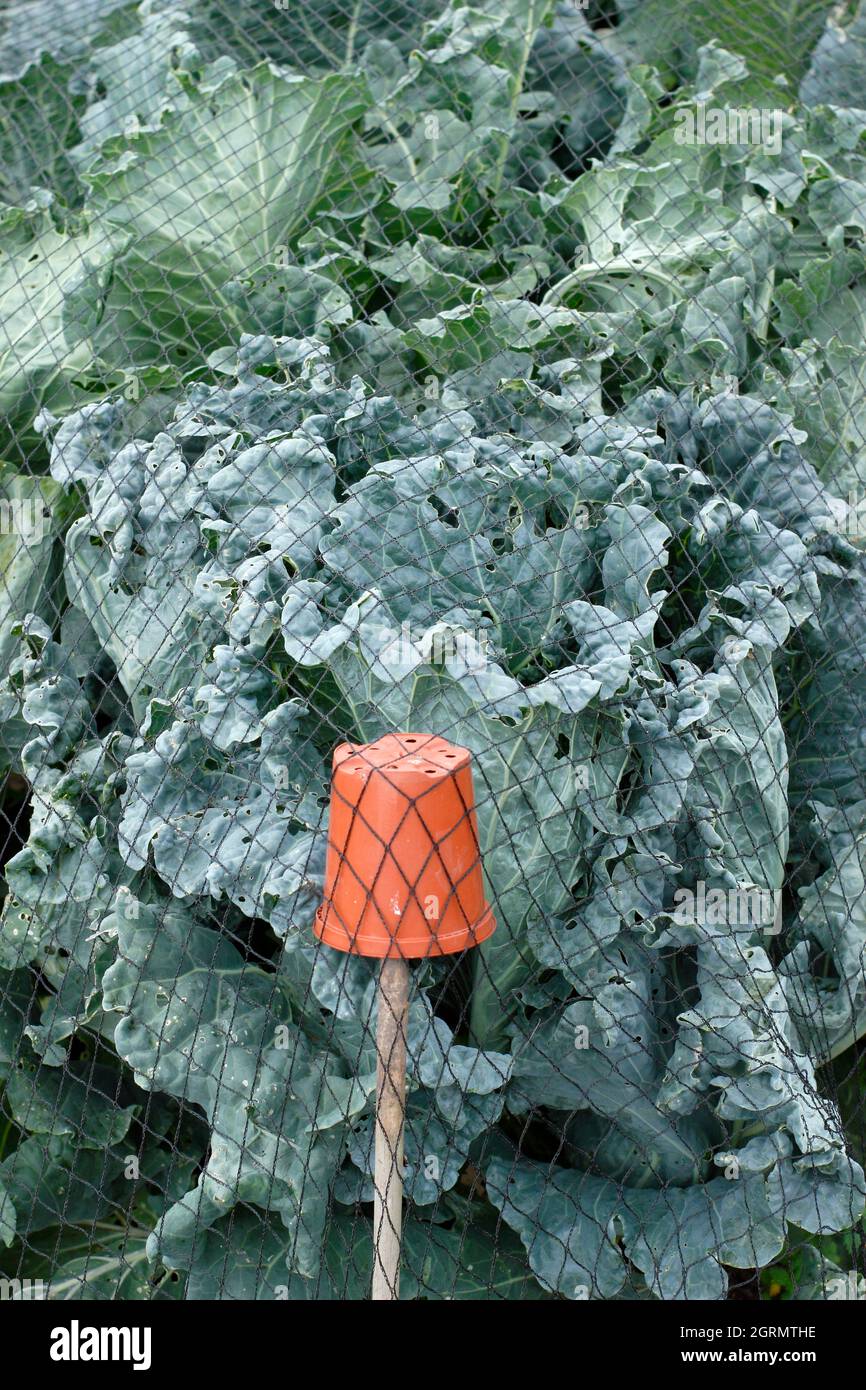 Rete Brassica. Cavolo invernale rete per proteggere contro danni da uccelli. REGNO UNITO Foto Stock