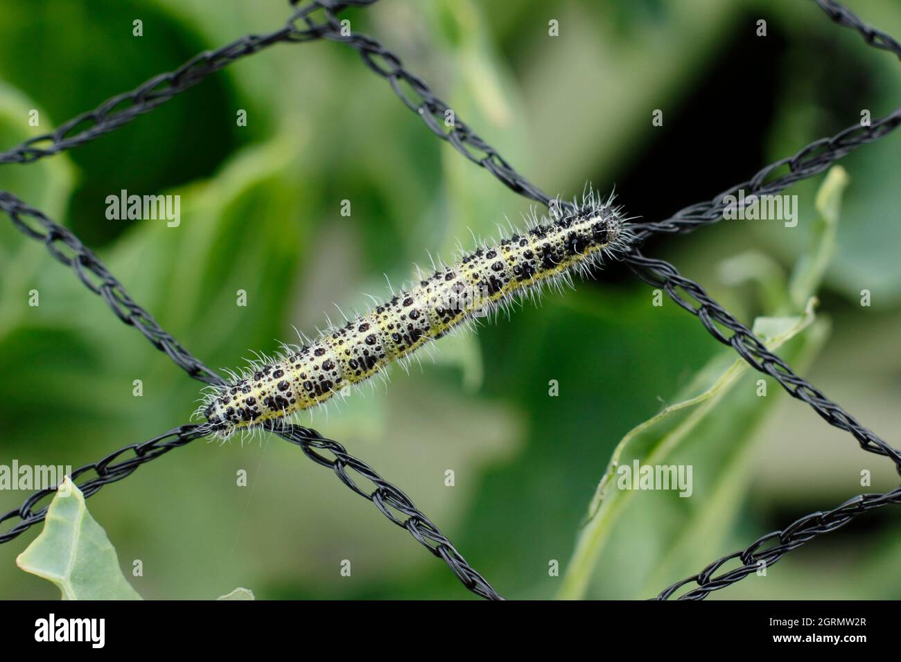 Pieris brassicae larva. Vorace grande larva farfalla bianca su reti inadeguate che ha permesso danni a piante di cavolo. REGNO UNITO Foto Stock