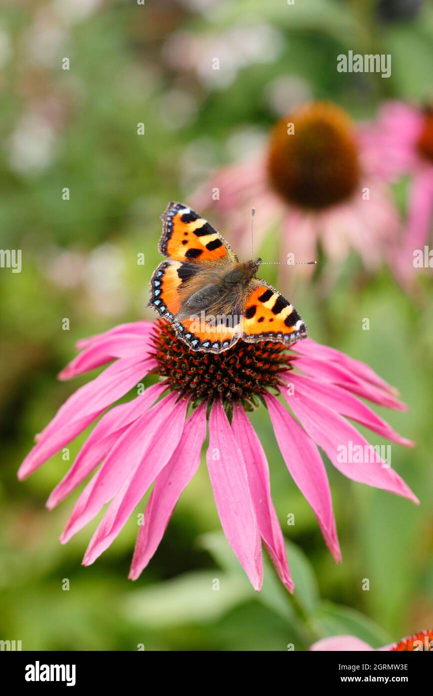 Piccola tartaruga farfalla su viola coneflower. Aglais orticae che si nutrono sul nettare dei fiori di Echinacea purpurpurea a fine estate. REGNO UNITO Foto Stock