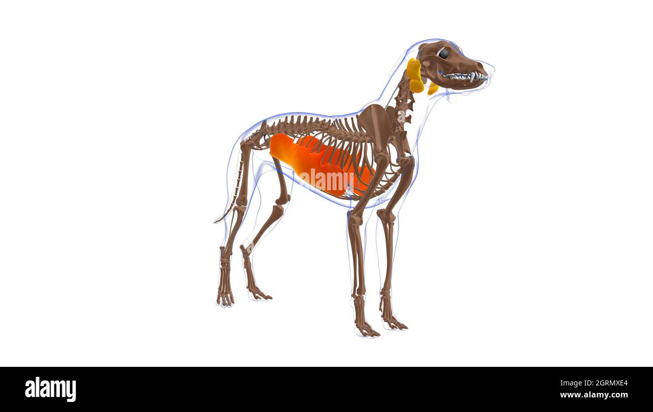 Obliquus externi abdominis muscolo cane muscolo Anatomia per concetto medico illustrazione 3D Foto Stock