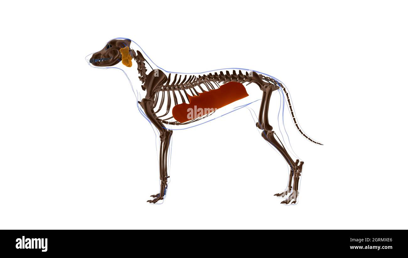 Obliquus externi abdominis muscolo cane muscolo Anatomia per concetto medico illustrazione 3D Foto Stock