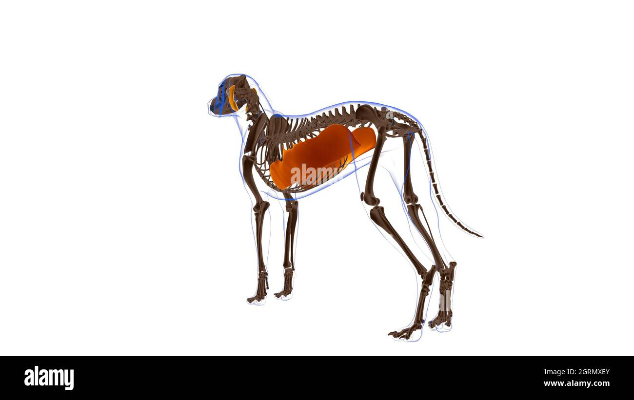 Obliquus externi abdominis muscolo cane muscolo Anatomia per concetto medico illustrazione 3D Foto Stock
