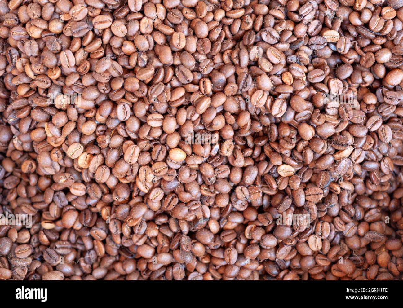 Seme di caffè, caffè crudo. Foto Stock