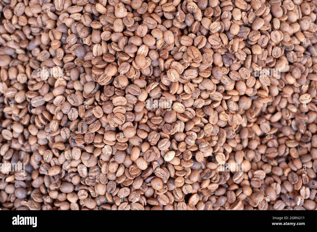 Seme di caffè, caffè crudo. Foto Stock
