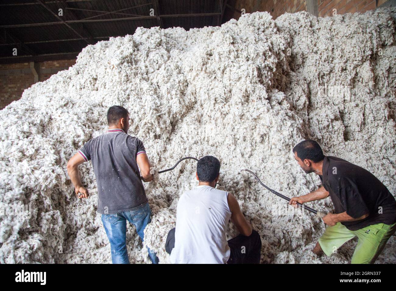 Adana/Turkey-09/27/2014:gli operai non identificati raccolgono il batuffolo di cotone per il processo di sgranatura ad un gin di cotone. Foto Stock