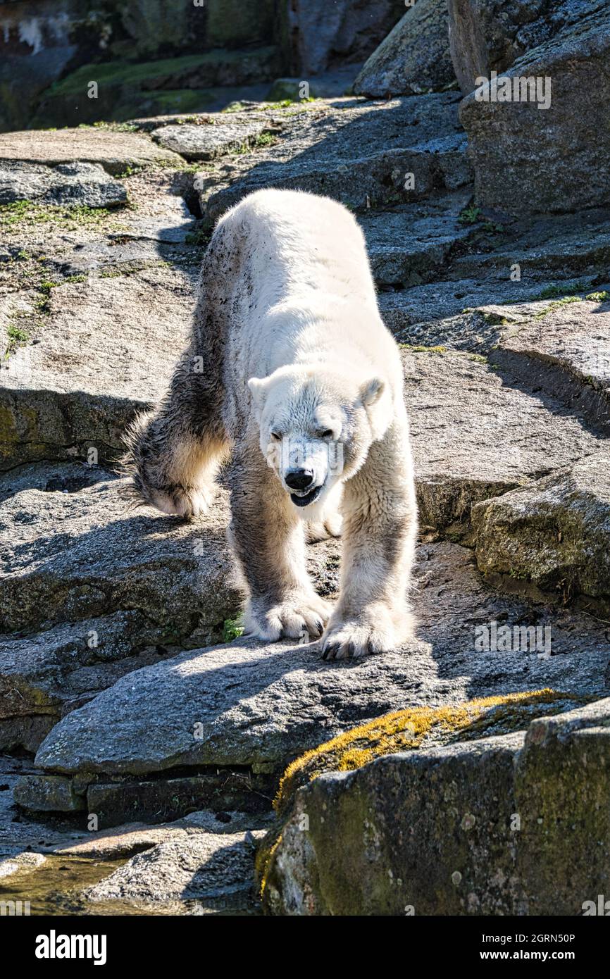 Orso polare nello zoo di berlino rilassante a piedi Foto Stock