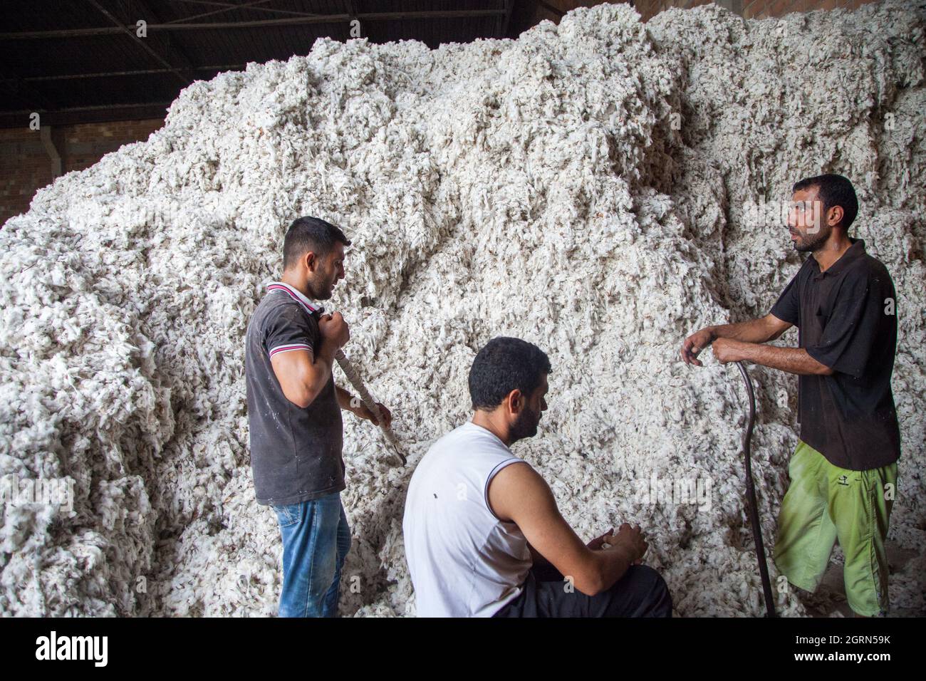 Adana/Turkey-09/27/2014:gli operai non identificati raccolgono il batuffolo di cotone per il processo di sgranatura ad un gin di cotone. Foto Stock