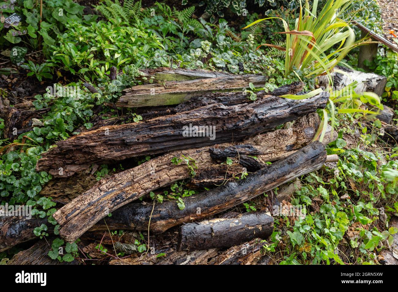 Un mucchio di tronchi di legno morto si erigono fuori per una casa di insetto. Foto Stock