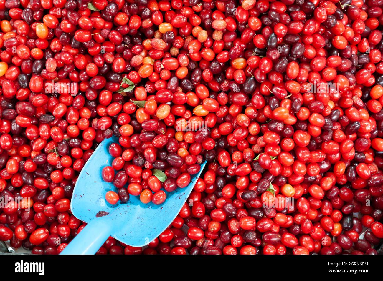 Frutta, mirtillo, cibo, foto di scorta acidata Foto Stock