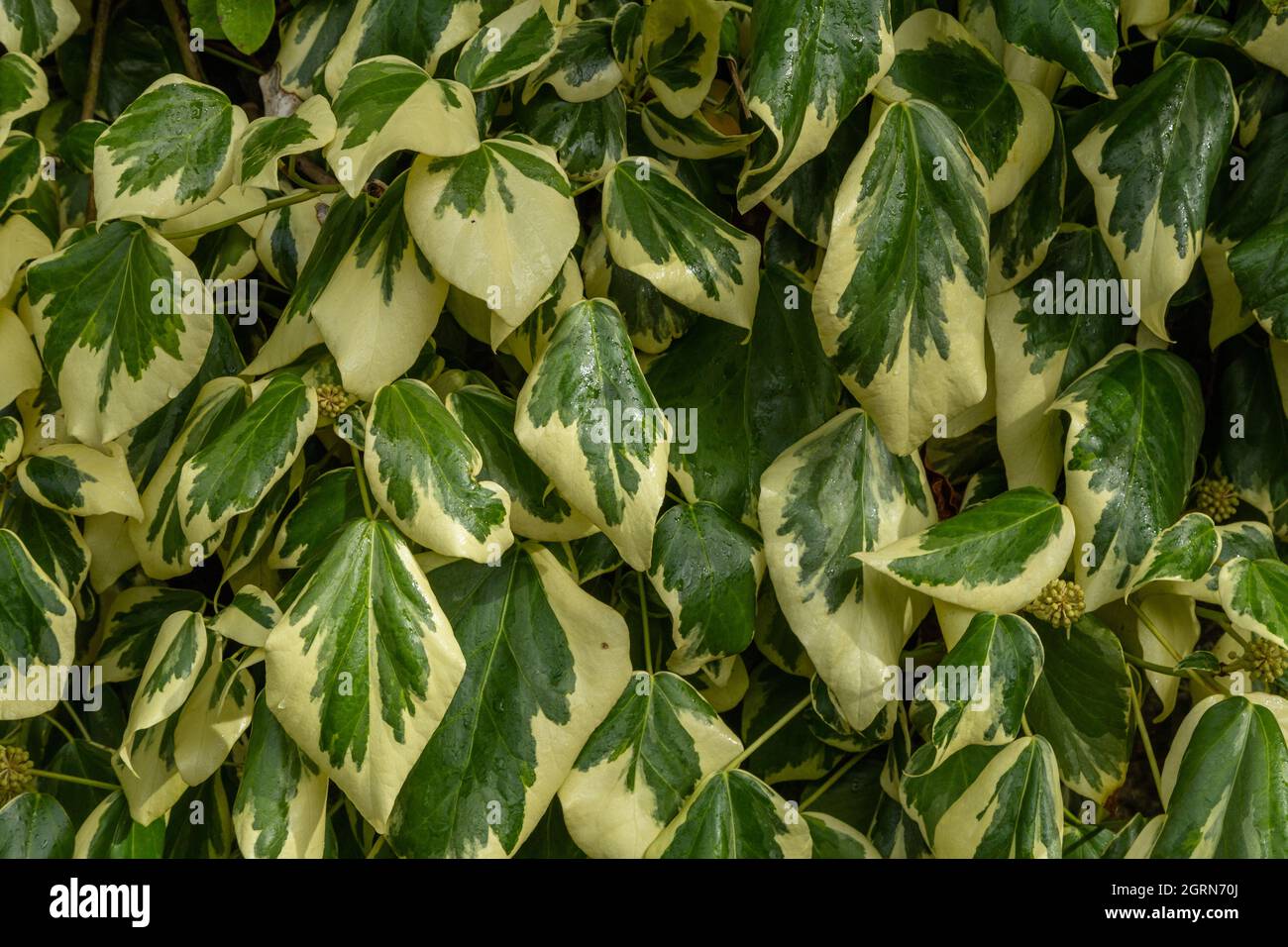 Variegata Ivy (hedera colchica denata variegata) che sale su un muro nello Yorkshire, Inghilterra. Foto Stock