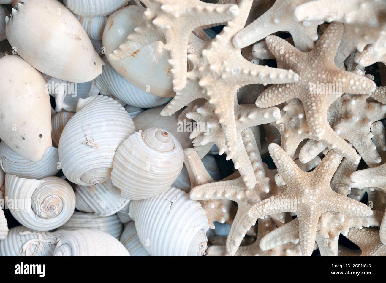 Stelle marine, conchiglia, decorazione, ornamento Foto Stock