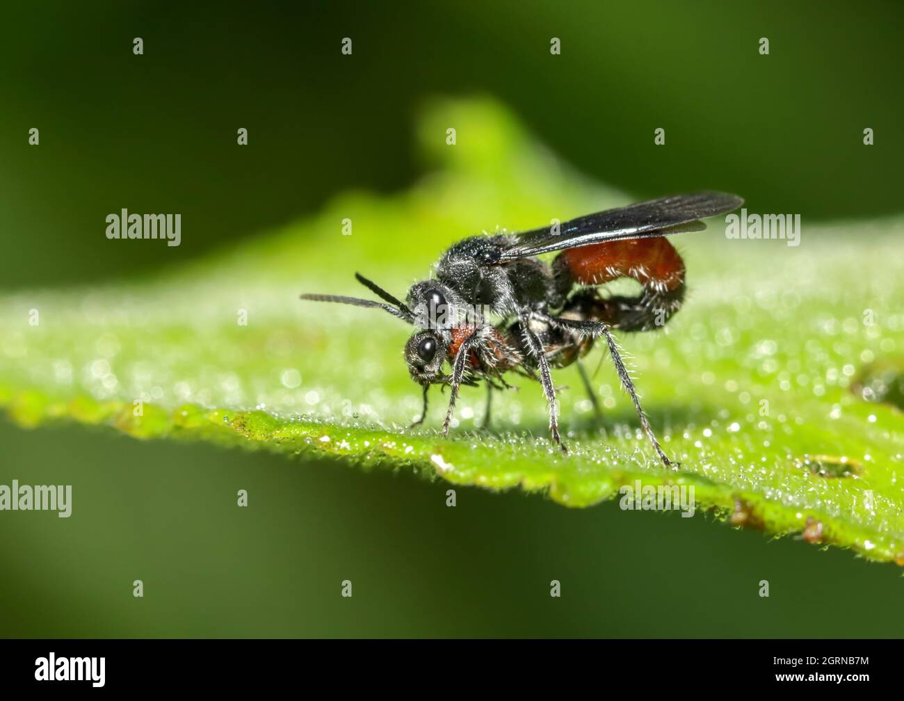 Immagine macro di insetto accoppiamento. Foto Stock