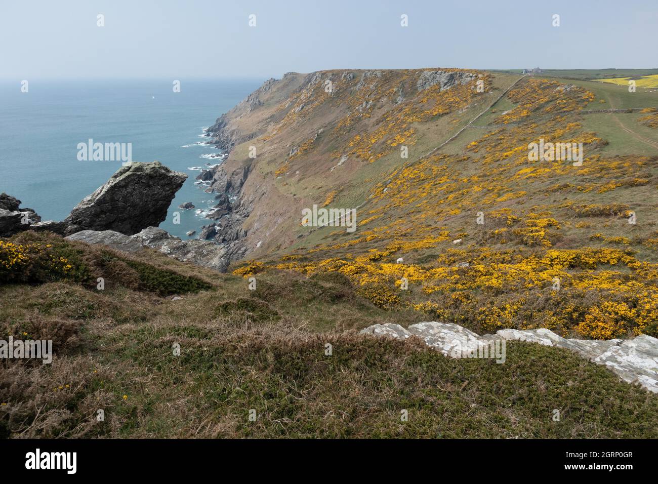 Vista della costa con la gola fiorita gialla nel Devon Sud vicino a Salcombe Inghilterra Foto Stock