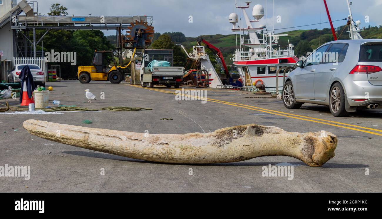 L'osso della mascella delle balene giace su un peschereccio da traino su una strada a molo che scarica in background Foto Stock