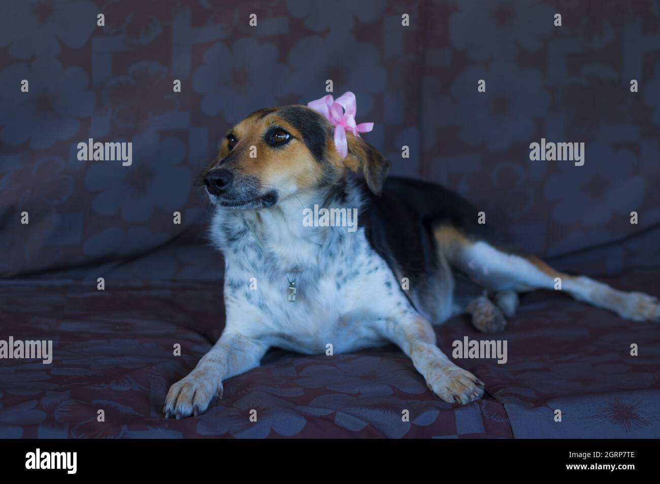 Bel ritratto di razza mista femmina tre cane colorato che indossa arco viola sull'orecchio sinistro mentre si trova su un divano Foto Stock