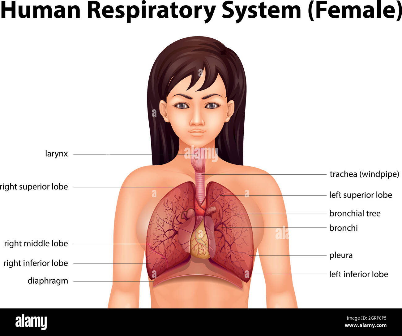 Apparato respiratorio umano Illustrazione Vettoriale