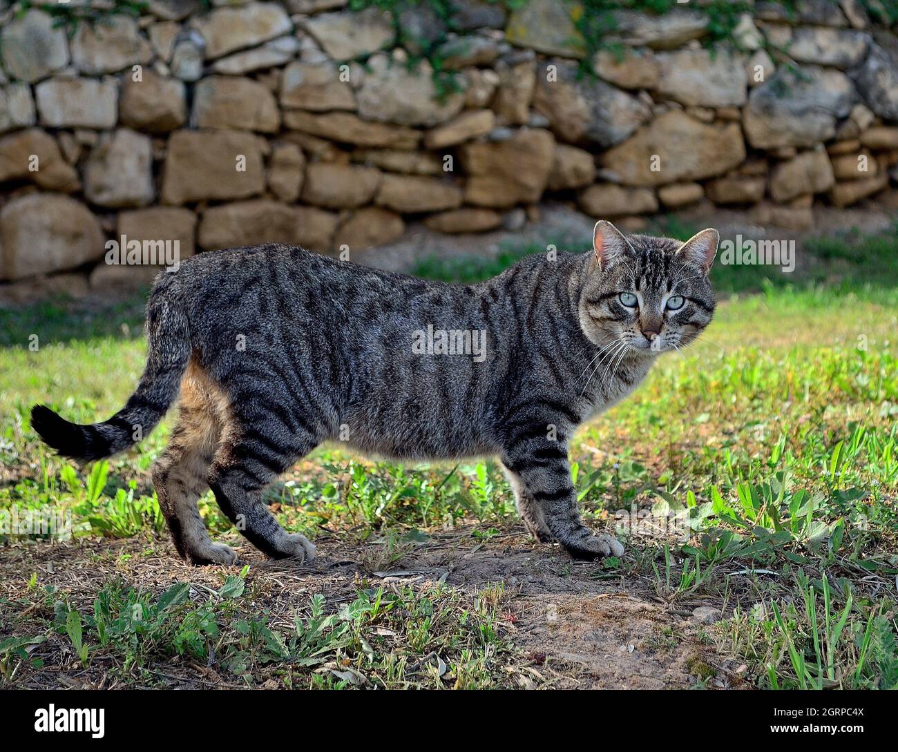 Ritratto di un gatto che guarda lontano Foto Stock
