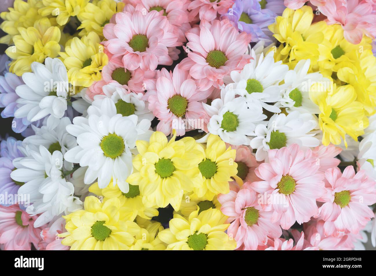 Bouquet di fiori in delicati colori pastello multicolore fiori di crisantemo. Concetto floreale Foto Stock