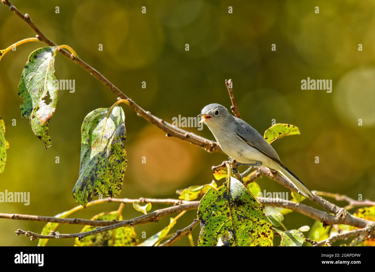Piccolo Gnatcatcher grigio-blu alla ricerca di insetti in un albero di Persimmon in autunno sole Foto Stock