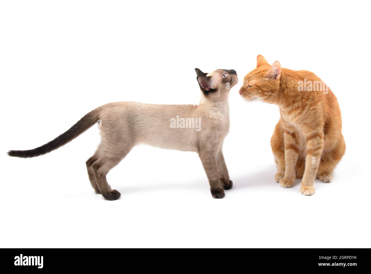 Adorabile gattino siamese e un tabby zenzero facendo amicizia; su bianco Foto Stock