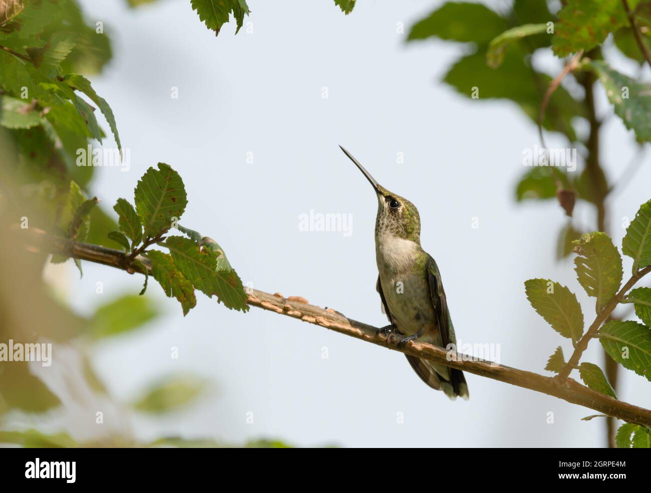 Giovane maschio Hummingbird rubato arroccato su un ramoscello di elmi di ciottolo circondato da foglie, guardando verso l'alto Foto Stock