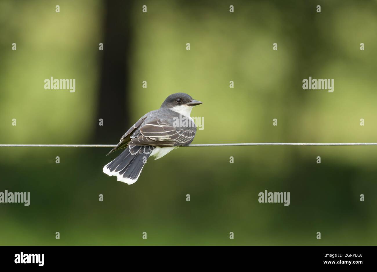 Kingbird orientale seduto su un filo di recinzione Foto Stock