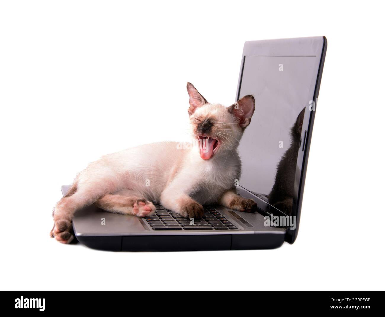 Giovane tortie siamese punta il gattino yawning sopra la tastiera di un computer portatile, su bianco; concetto di stanco mentre lavora duro Foto Stock
