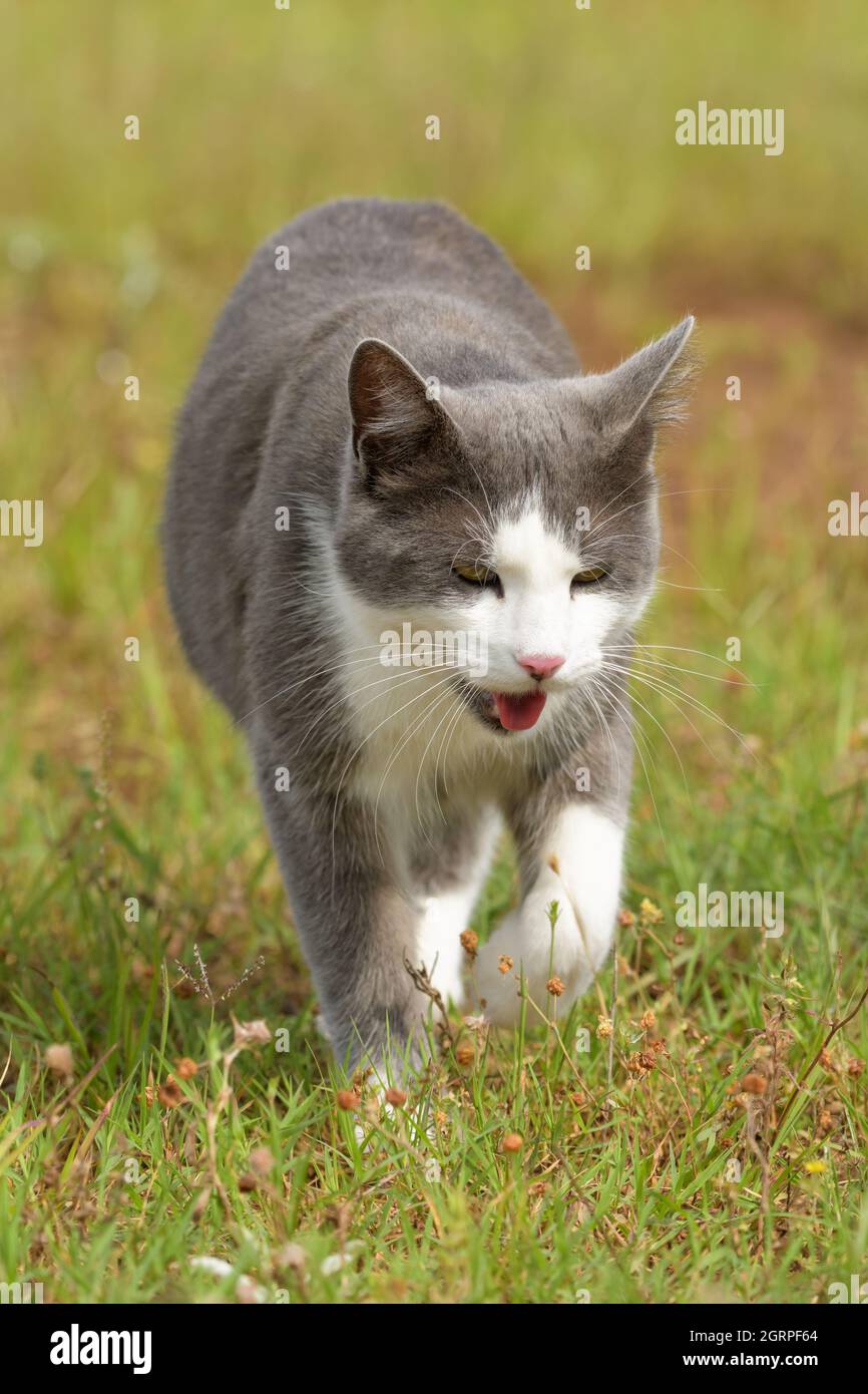 Gatto bianco e grigio che cammina verso lo spettatore in erba, con la bocca aperta Foto Stock