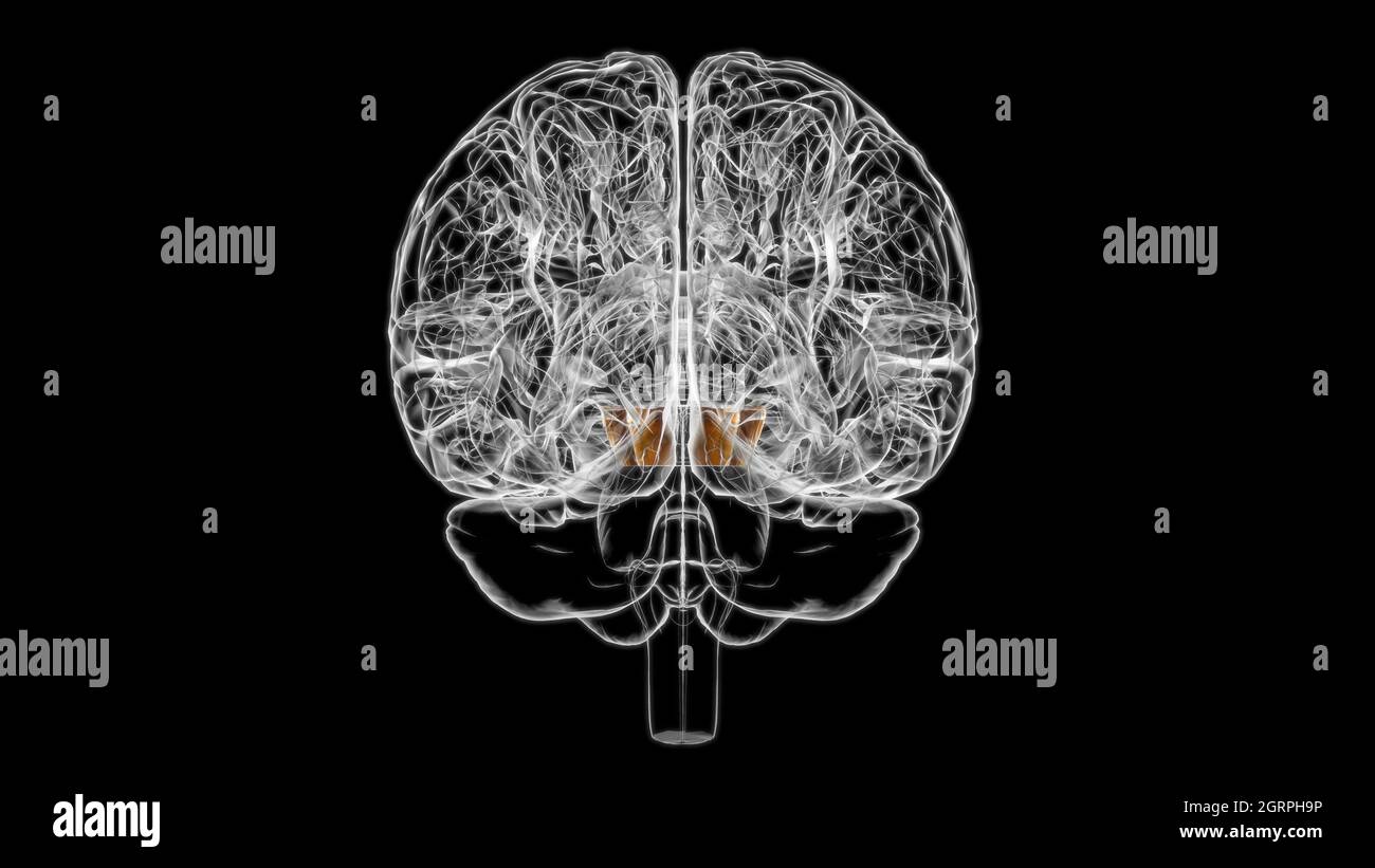 Anatomia del peduncolo cerebrale per l'illustrazione 3D del concetto medico Foto Stock