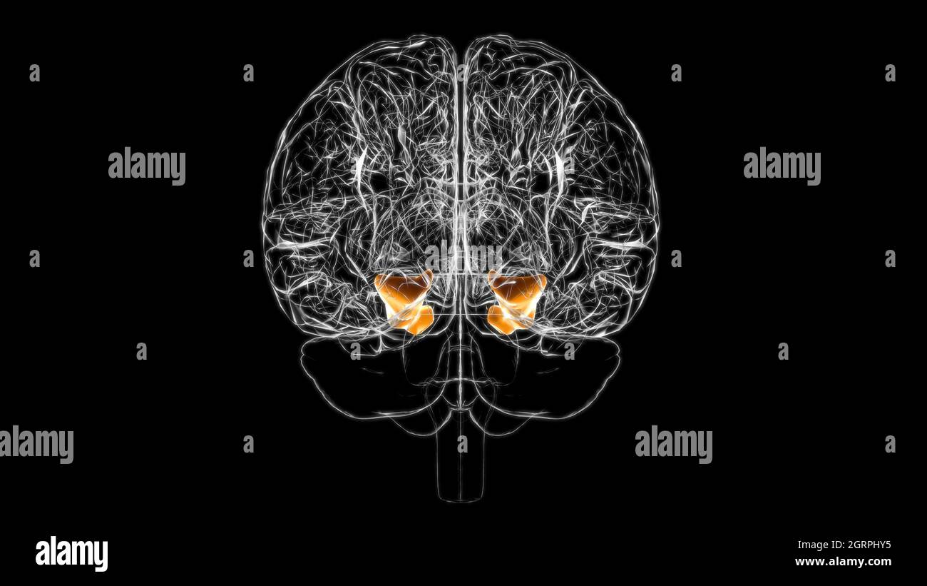 Anatomia del gyrus parahippocampale del cervello per l'illustrazione 3D del concetto medico Foto Stock