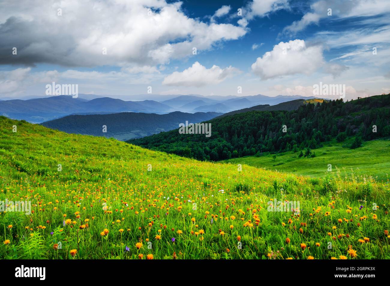 Scena incredibile in montagna d'estate. Prati verdi e lussureggianti in una fantastica luce del sole serale. Carpazi, Europa. Fotografia di paesaggio Foto Stock