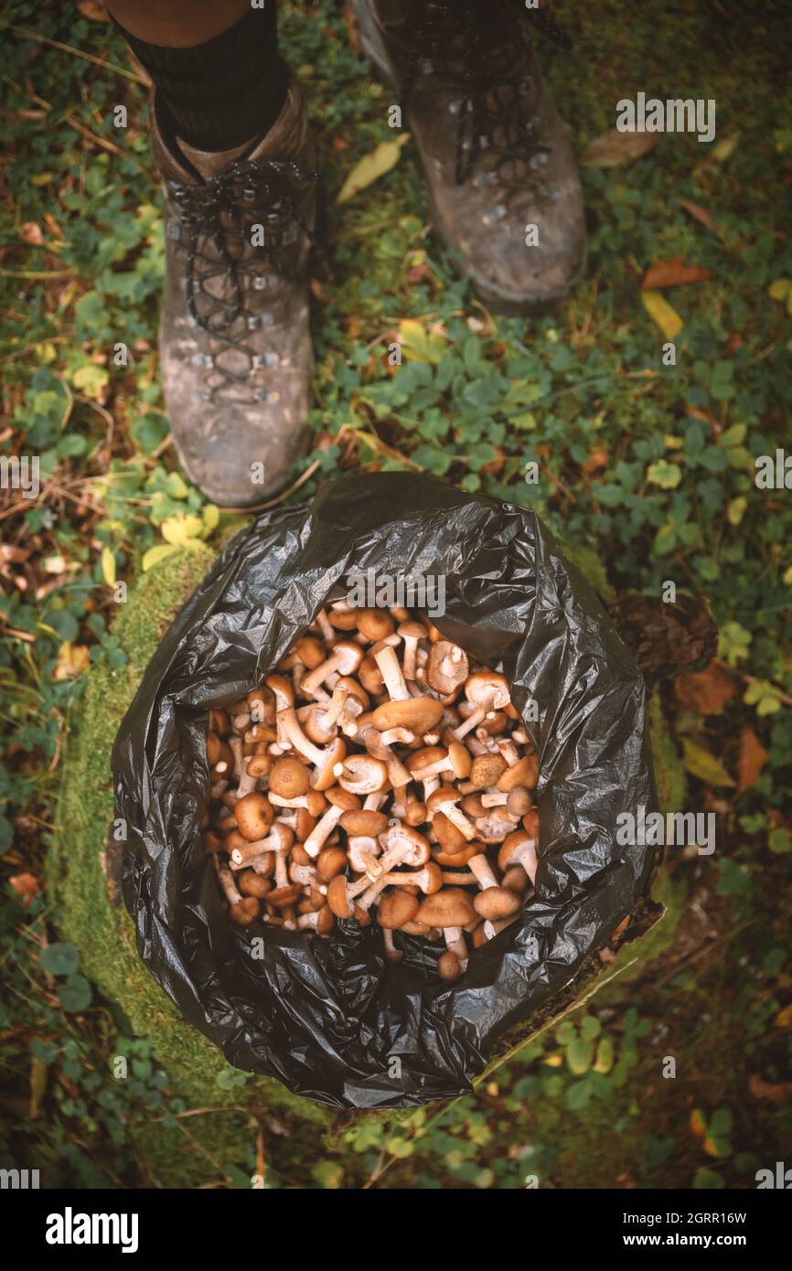 Funghi al miele in moncone in busta di plastica nera nella foresta d'autunno Foto Stock