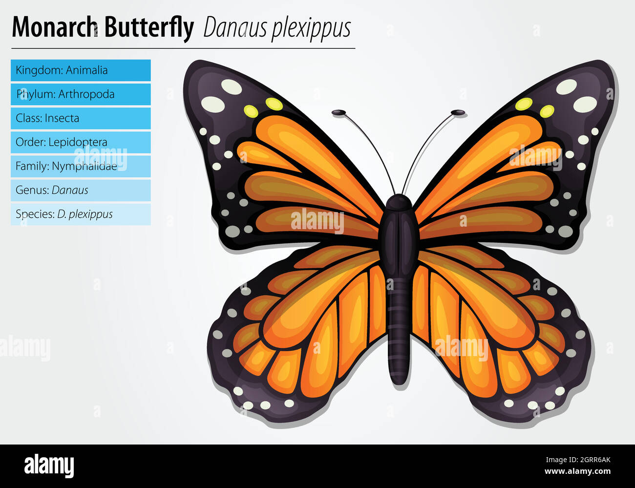 Farfalla monarca Illustrazione Vettoriale