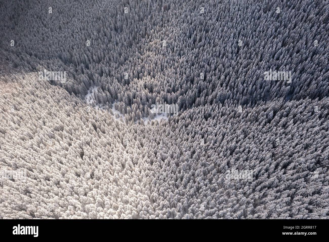 Aereo drone top down volare sopra inverno abete e pineta. Abeti in montagna valle coperta di neve. Fotografia di paesaggio Foto Stock