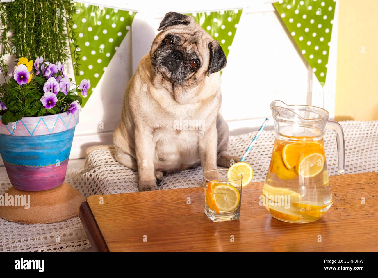 Ritratto di cane seduto da bere a tavola Foto Stock