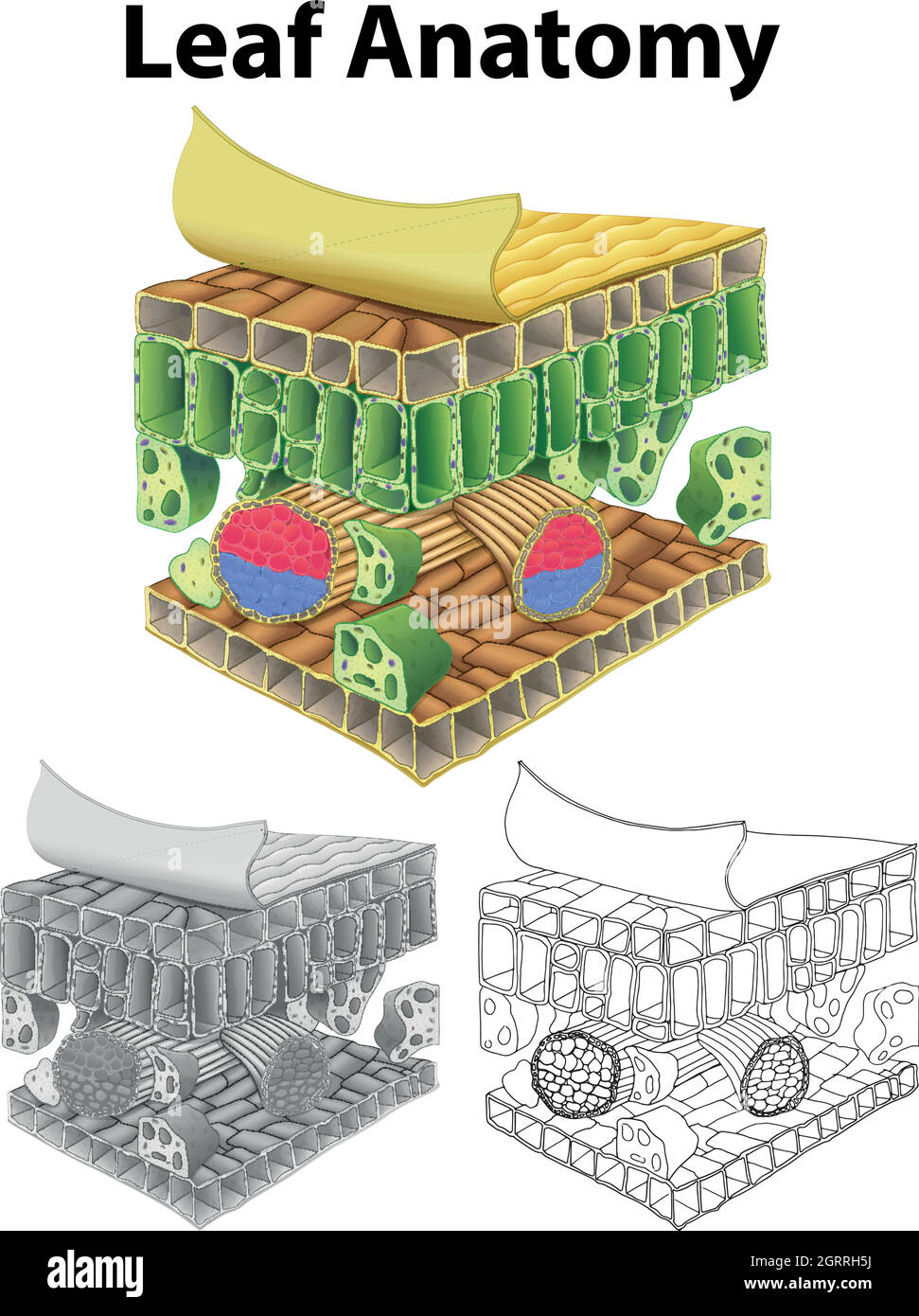 Diagramma che mostra l'anatomia delle lamelle in tre schizzi Illustrazione Vettoriale