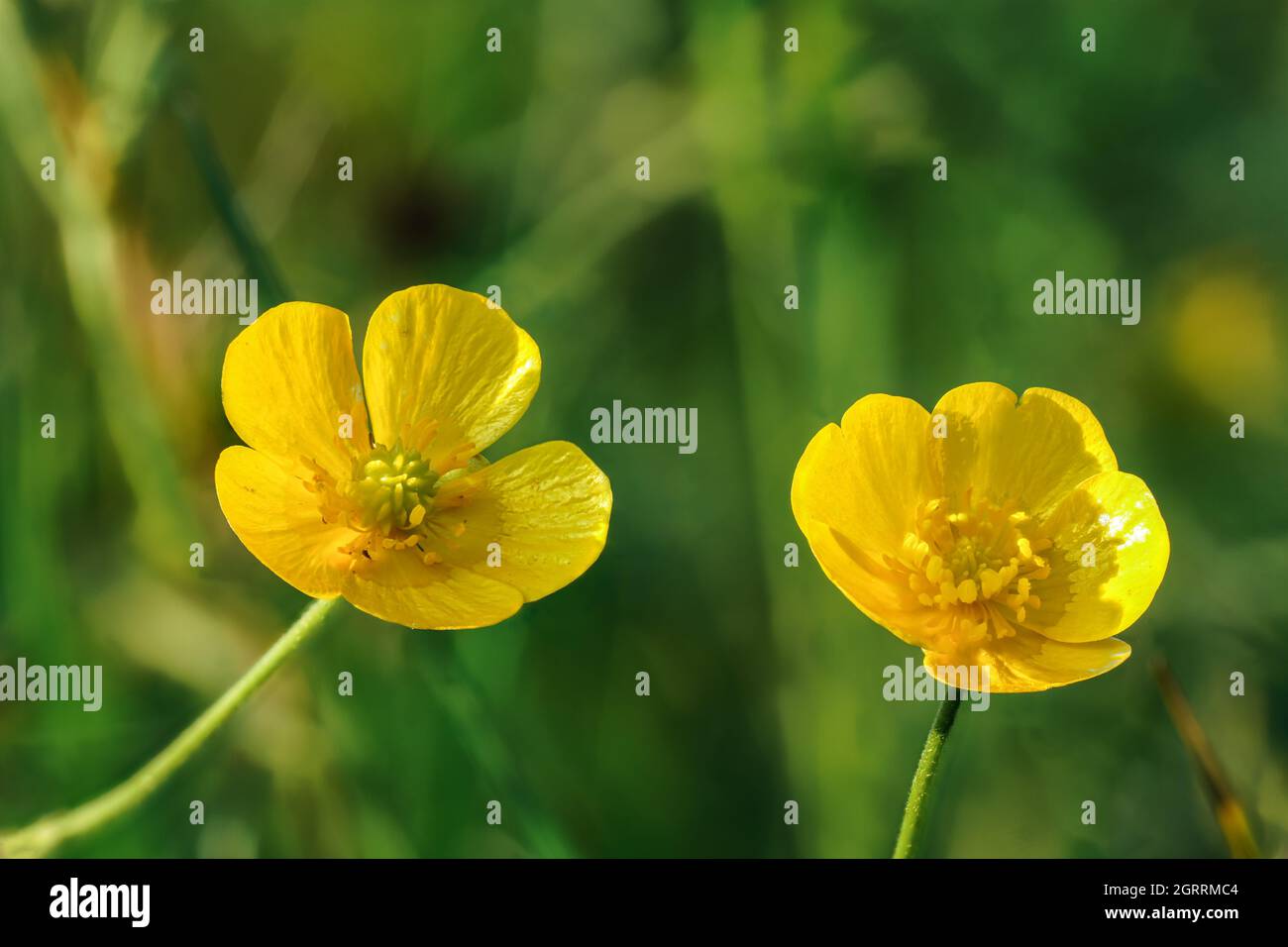 Tazzina di prato comune - Ranunculus acris - fiori gialli luminosi, con sfondo verde erba, primo piano dettaglio Foto Stock