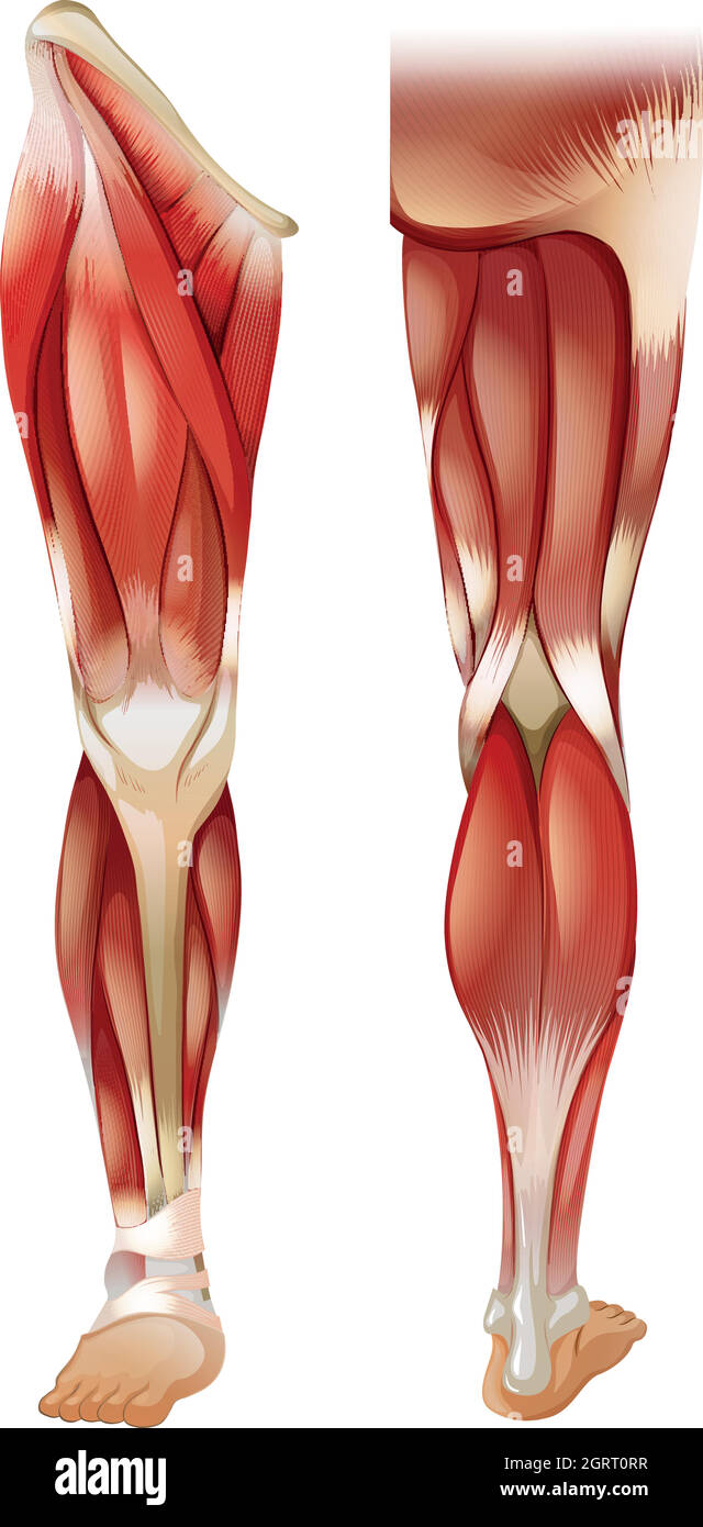 Muscolo della gamba Illustrazione Vettoriale