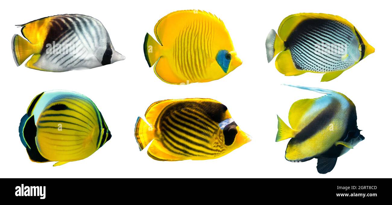 Diversi tipi di pesci farfalla (Raccoon, Masked, Threadfin, Spot-tailedButterflyfish, Pennant Coralfish) isolati su sfondo bianco. Set di strisce Foto Stock