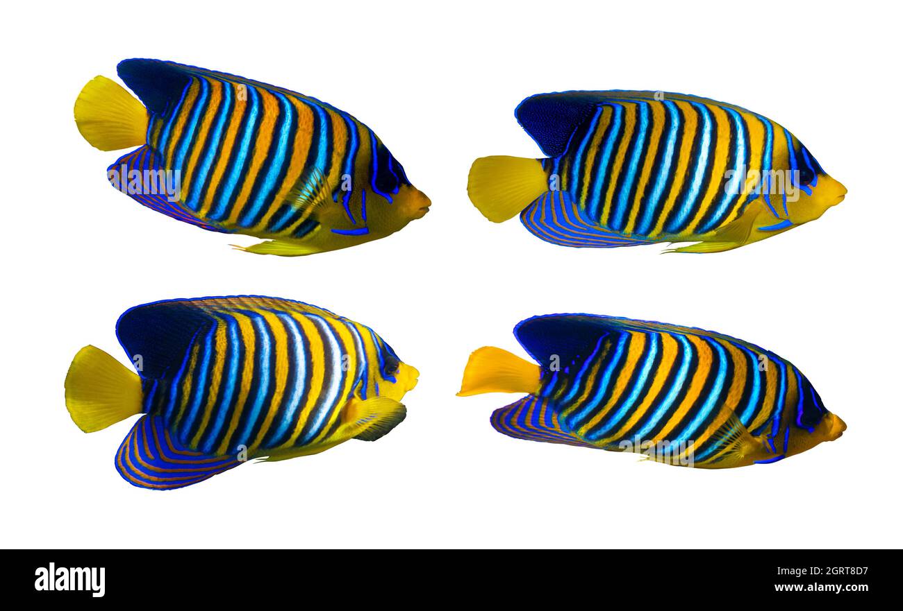 Royal Angelfish (Regal Angel Fish), pesce corallo isolato su sfondo bianco. Set di pesci tropicali colorati con pinne gialle, arancio, bianco e blu Foto Stock