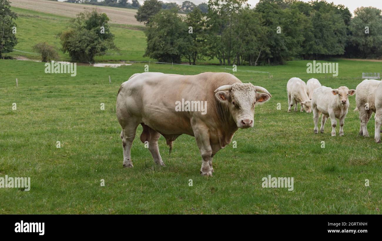 Il toro di Charolaise stava in un campo Foto Stock